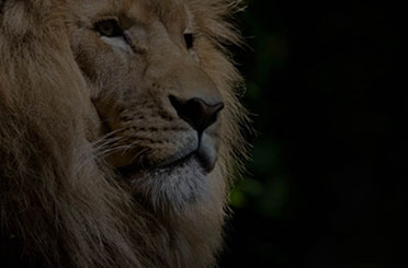Auxiliar Veterinario de Animales de Zoológico