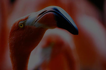 Especialista en Aves Exóticas