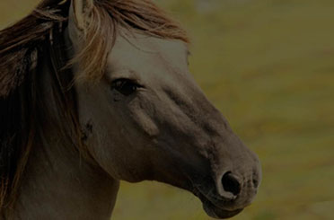 Cuidador de Caballos