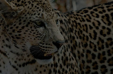 Cuidador de Animales de Zoológico