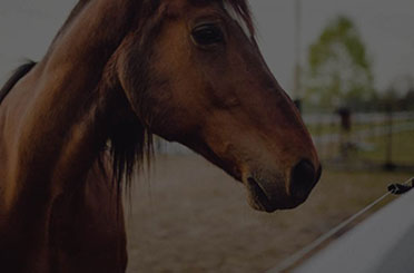 Auxiliar Veterinario Ecuestre