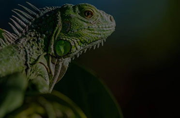 Herpetologia
